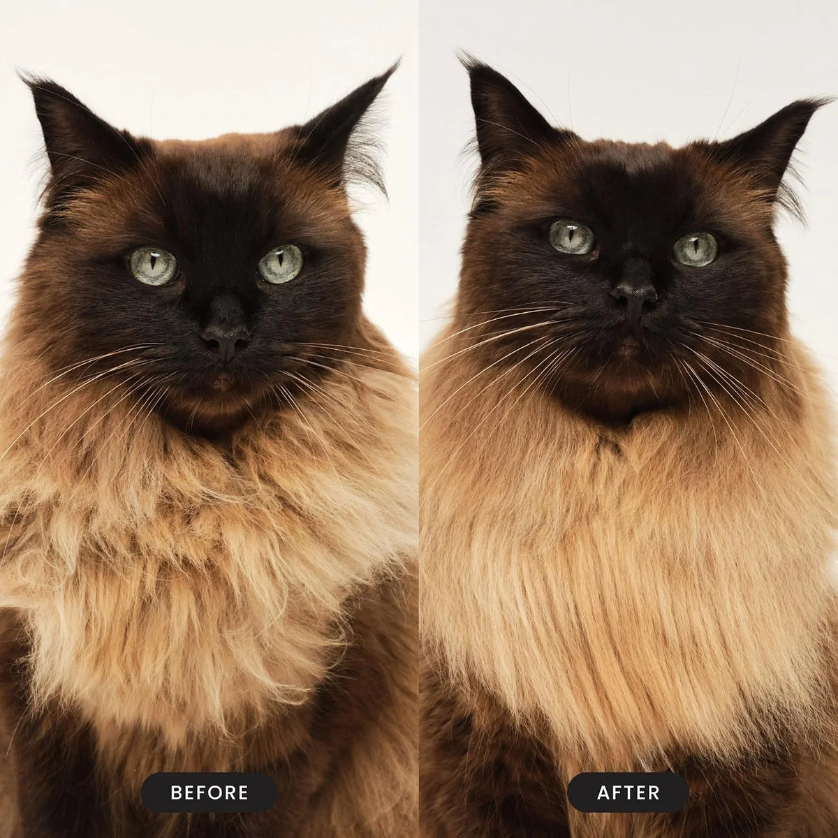 Pet Teezer Cat Brush for De-Shedding Short to Medium Fur, Millennial Pink