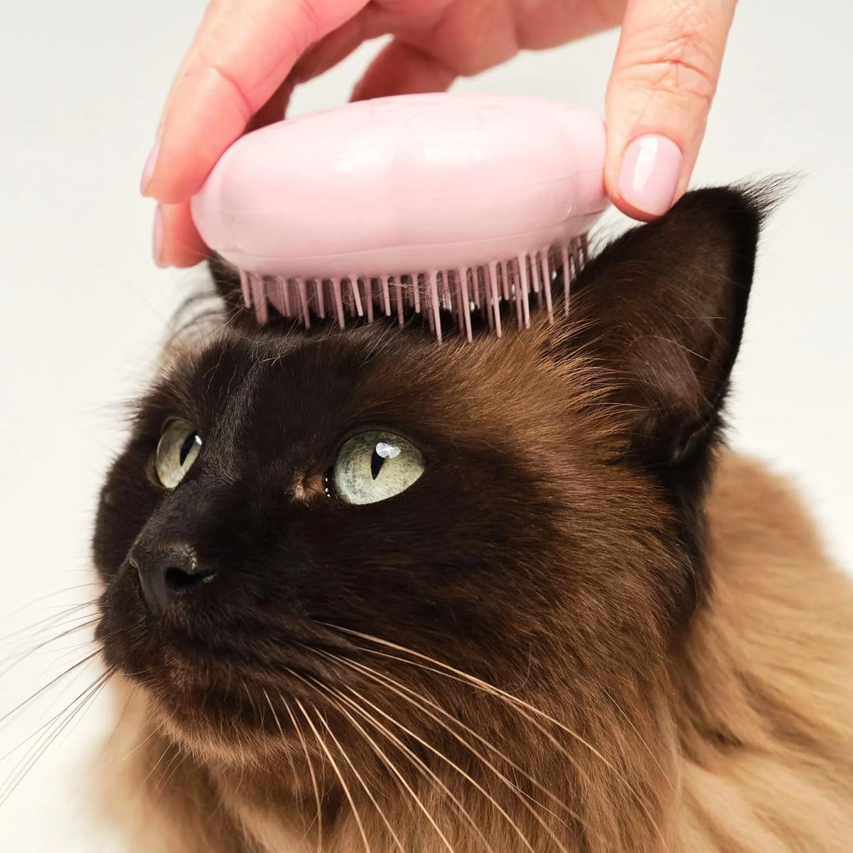 Pet Teezer Cat Brush for De-Shedding Short to Medium Fur, Millennial Pink