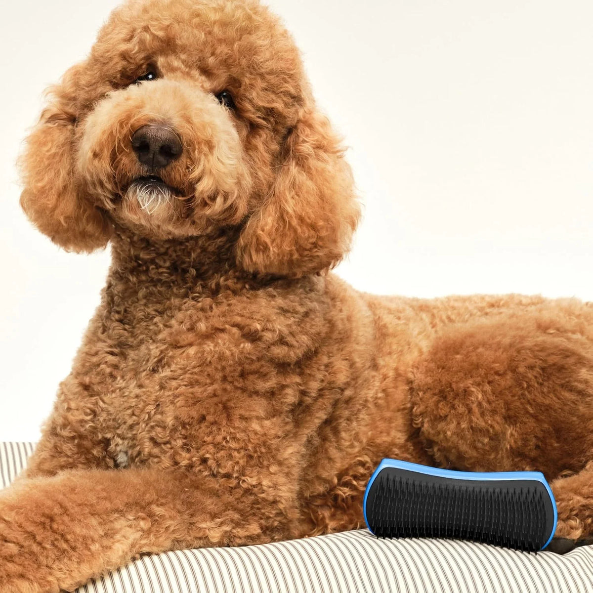 Pet Teezer Detangling Dog Brush for Long Hair Breeds, Large, Blue & Grey