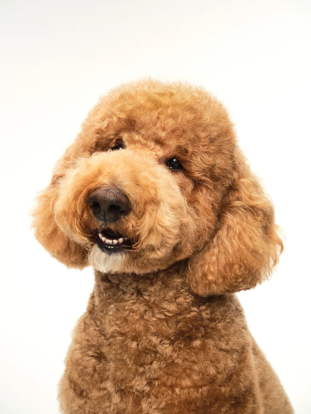 Dog Breed & Brush Guide