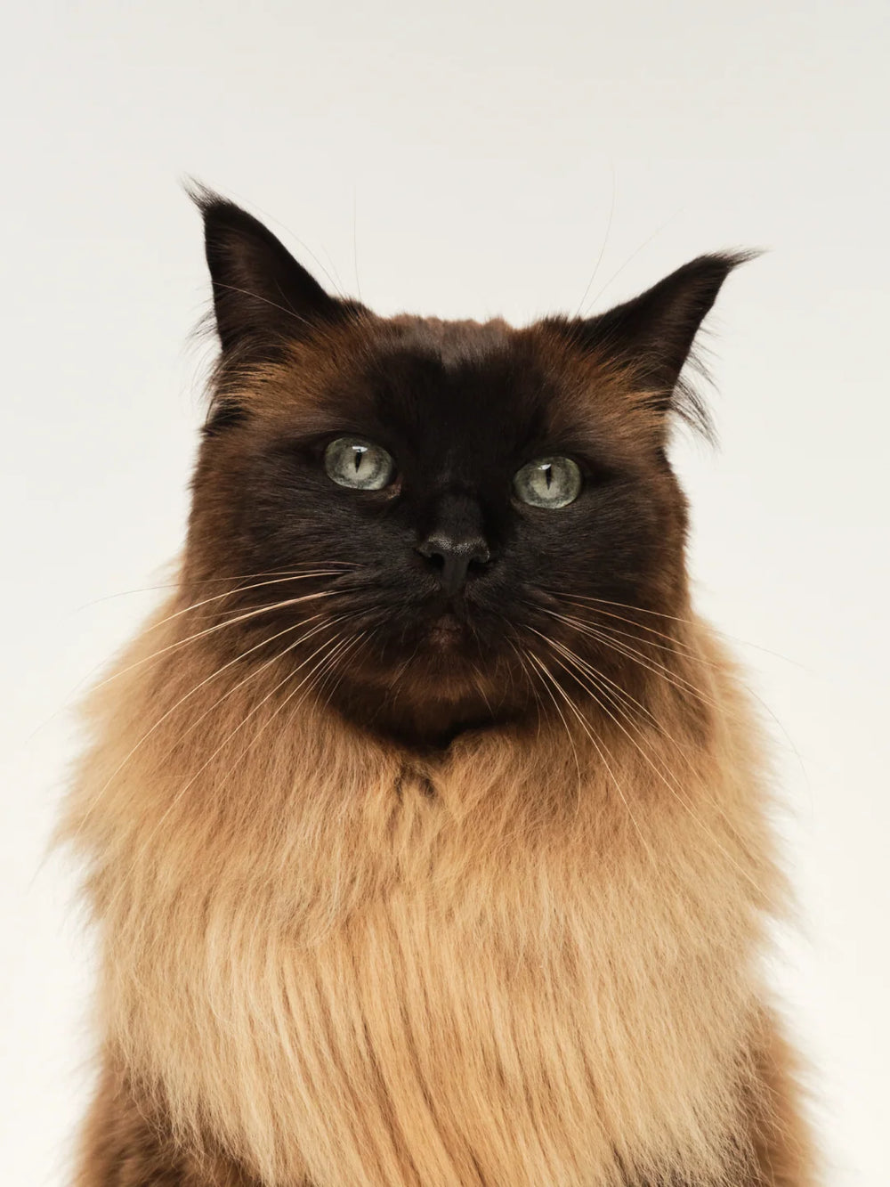 Cat Grooming Guide